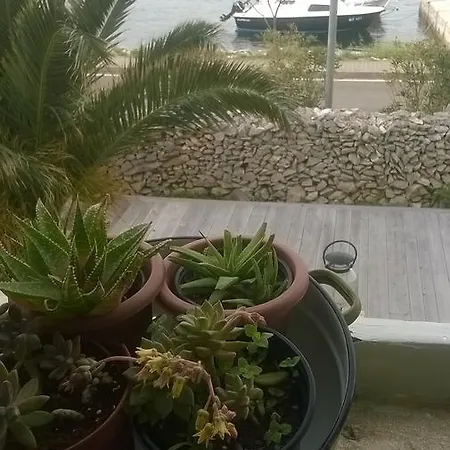 Amarcord Skola * Veli Rat