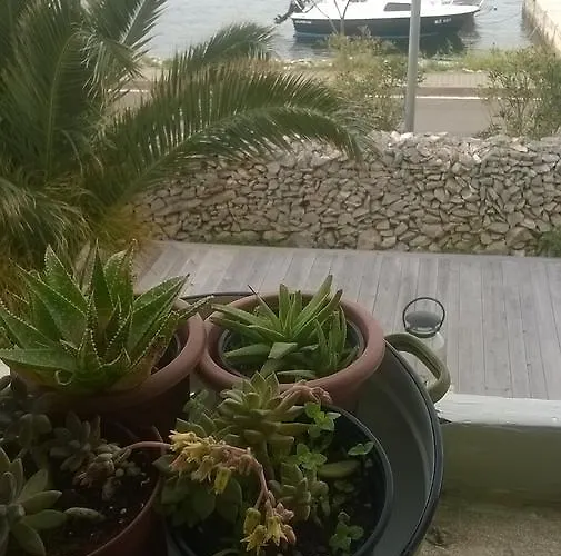 Amarcord Skola * Veli Rat